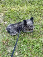 Comet, a female Miniature Schnauzer for sale in Williamsburg, KY – 4 of 5