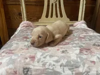 Chantilly , a female Miniature Dachshund for sale in Williamsburg, KY – Photo 5 of 7