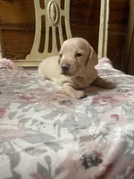 Chantilly , a female Miniature Dachshund for sale in Williamsburg, KY – Photo 2 of 7