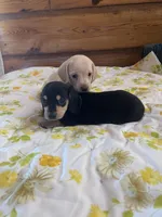 Chantilly , a female Miniature Dachshund for sale in Williamsburg, KY – Photo 7 of 7