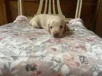 Chantilly , a female Miniature Dachshund for sale in Williamsburg, KY – Photo 6 of 7