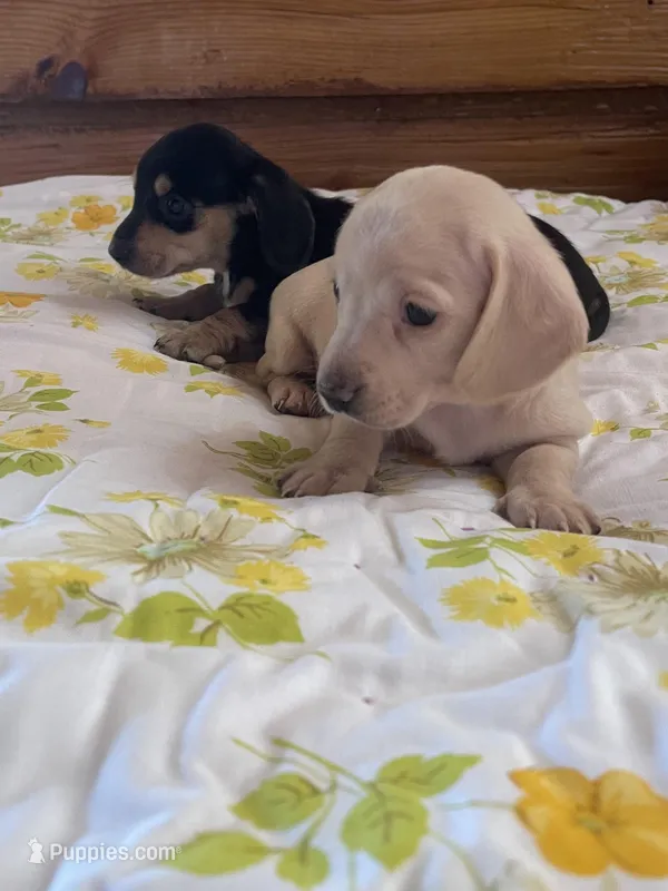 Chantilly  – Miniature Dachshund puppy for sale in Williamsburg, KY
