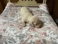 Chantilly , a female Miniature Dachshund for sale in Williamsburg, KY – Photo 7 of 7