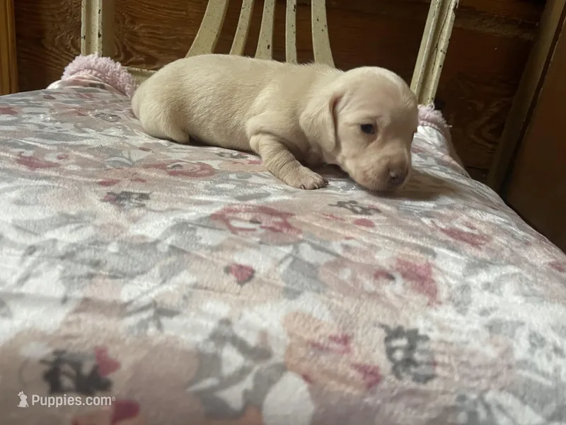 Chantilly  – Miniature Dachshund puppy for sale in Williamsburg, KY