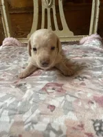 Chantilly , a female Miniature Dachshund for sale in Williamsburg, KY – Photo 4 of 7