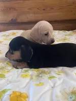 Chantilly , a female Miniature Dachshund for sale in Williamsburg, KY – Photo 5 of 7