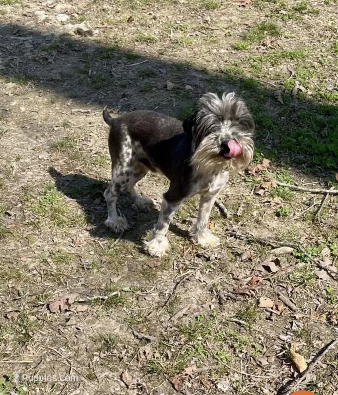 Doc – Miniature Schnauzer puppy for sale in Williamsburg, KY