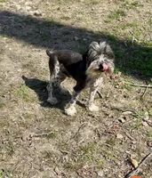 Doc, a male Miniature Schnauzer for sale in Williamsburg, KY – 1 of 6