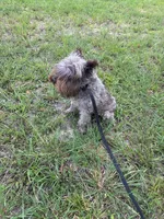 Sophie, a female Miniature Schnauzer for sale in Williamsburg, KY – 5 of 6