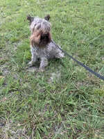 Sophie, a female Miniature Schnauzer for sale in Williamsburg, KY – 2 of 6
