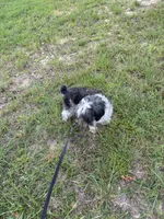 Doc, a male Miniature Schnauzer for sale in Williamsburg, KY – 3 of 6