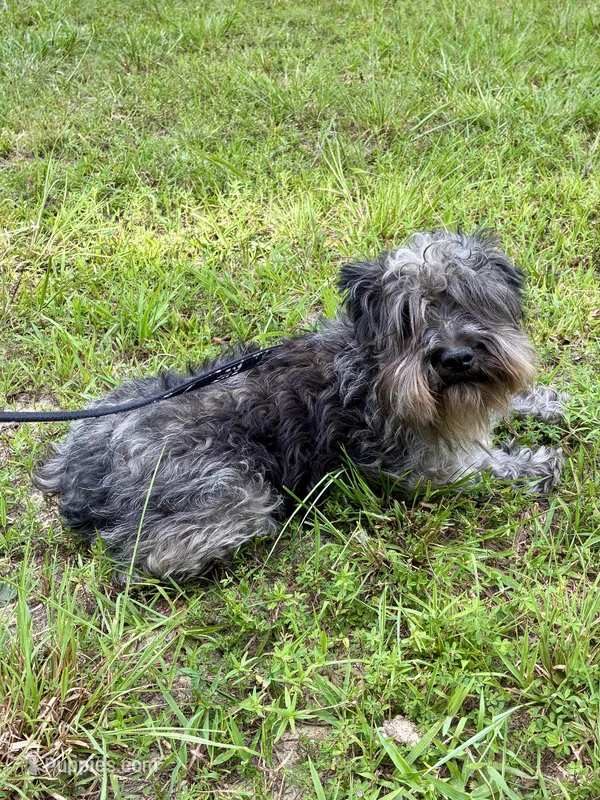 Comet – Miniature Schnauzer puppy for sale in Williamsburg, KY