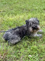 Comet, a female Miniature Schnauzer for sale in Williamsburg, KY – 1 of 5