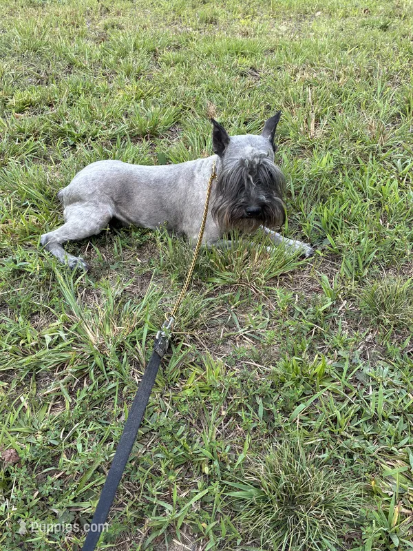 Comet – Miniature Schnauzer puppy for sale in Williamsburg, KY