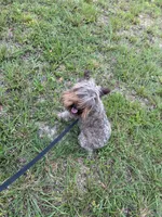 Sophie, a female Miniature Schnauzer for sale in Williamsburg, KY – 6 of 6