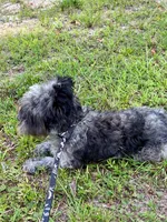 Comet, a female Miniature Schnauzer for sale in Williamsburg, KY – 3 of 5
