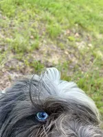 Doc, a male Miniature Schnauzer for sale in Williamsburg, KY – 4 of 6