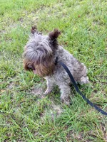 Sophie, a female Miniature Schnauzer for sale in Williamsburg, KY – 4 of 6