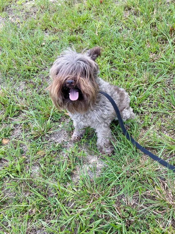 Sophie – Miniature Schnauzer puppy for sale in Williamsburg, KY