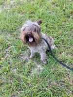 Sophie, a female Miniature Schnauzer for sale in Williamsburg, KY – 1 of 6
