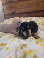 Ebony , a female Miniature Dachshund for sale in Williamsburg, KY – Photo 6 of 8