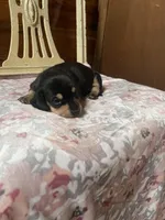 Ebony , a female Miniature Dachshund for sale in Williamsburg, KY – Photo 5 of 5