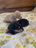 Ebony , a female Miniature Dachshund for sale in Williamsburg, KY – Photo 3 of 8