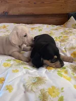 Ebony , a female Miniature Dachshund for sale in Williamsburg, KY – Photo 8 of 8