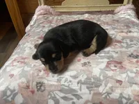 Ebony , a female Miniature Dachshund for sale in Williamsburg, KY – Photo 4 of 5