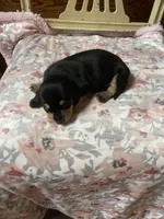 Ebony , a female Miniature Dachshund for sale in Williamsburg, KY – Photo 2 of 5