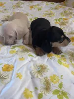 Ebony , a female Miniature Dachshund for sale in Williamsburg, KY – Photo 5 of 8