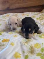 Ebony , a female Miniature Dachshund for sale in Williamsburg, KY – Photo 7 of 8