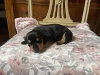 Ebony , a female Miniature Dachshund for sale in Williamsburg, KY – Photo 3 of 5