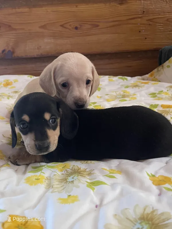 Ebony  – Miniature Dachshund puppy for sale in Williamsburg, KY