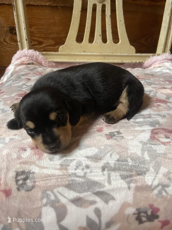 Ebony  – Miniature Dachshund puppy for sale in Williamsburg, KY