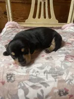 Ebony , a female Miniature Dachshund for sale in Williamsburg, KY – Photo 1 of 5