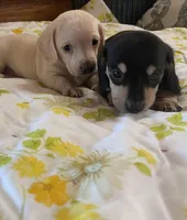 Ebony , a female Miniature Dachshund for sale in Williamsburg, KY – Photo 4 of 8