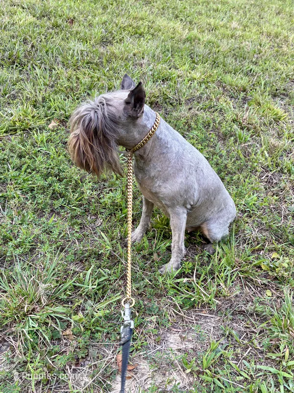 Sophie – Miniature Schnauzer puppy for sale in Williamsburg, KY