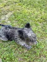 Comet, a female Miniature Schnauzer for sale in Williamsburg, KY – 5 of 5