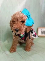 Peony (teal abstract moyen), a female Poodle - Standard  for sale in Valley Center, KS – 5 of 10