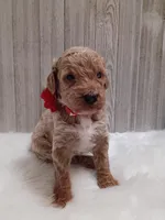Peaches  (moyen), a female Poodle - Standard  for sale in Valley Center, KS – 2 of 3