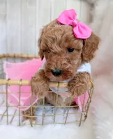 Pink (cream abstract moyen), a female Poodle - Standard  for sale in Valley Center, KS – 3 of 9