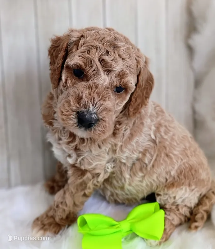Axel (green mini) – Miniature Goldendoodle puppy for sale in Valley Center, KS