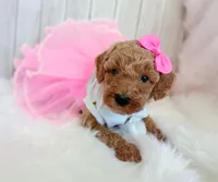 Pink (cream abstract moyen), a female Poodle - Standard  for sale in Valley Center, KS – 1 of 9