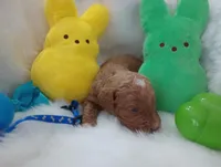 Dune (blue moyen), a male Poodle - Multi-Colored Standard for sale in Valley Center, KS – Photo 4 of 6