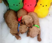 Dune (blue moyen), a male Poodle - Multi-Colored Standard for sale in Valley Center, KS – Photo 5 of 6