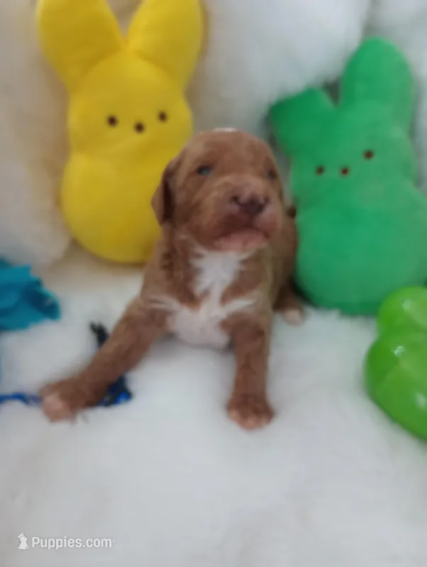 Dune (blue moyen) – Poodle - Multi-Colored Standard puppy for sale in Valley Center, KS
