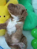 Dune (blue moyen), a male Poodle - Multi-Colored Standard for sale in Valley Center, KS – Photo 2 of 6