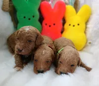 Dune (blue moyen), a male Poodle - Multi-Colored Standard for sale in Valley Center, KS – Photo 6 of 6