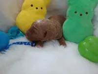 Dune (blue moyen), a male Poodle - Multi-Colored Standard for sale in Valley Center, KS – Photo 3 of 6